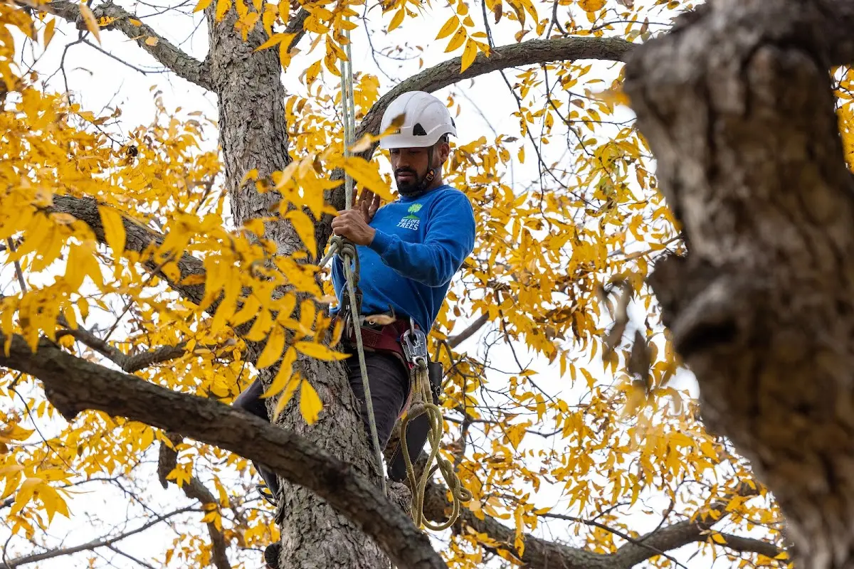 Skilled Tree Transplanting crew working in Shawnee